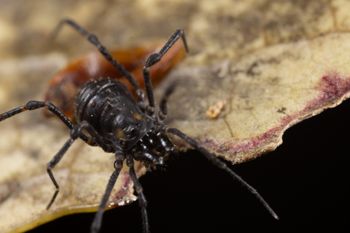 Media type: image;   Invertebrate Zoology 168084 Description: Digital photograph of specimen in life.;